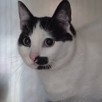 Photo of Whiskerella