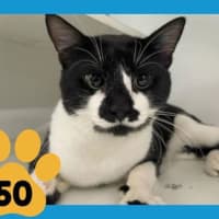 Photo of Basil