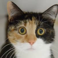 Photo of Tulip