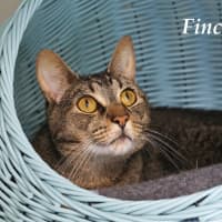 Photo of Finch