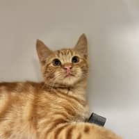 Photo of Hobbes