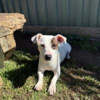 Photo of Penny