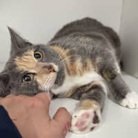 Photo of Misty