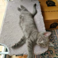 Photo of Pebbles