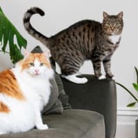 Photo of Louie Haliwell