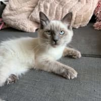 Photo of Wren