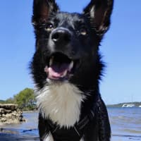 Photo of Rocko   2 Year Old Kelpie X Border Collie