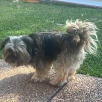 Photo of Bonnie   3 Year Old Shih Tzu