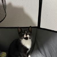 Photo of Muffin