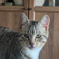 Photo of Artemis