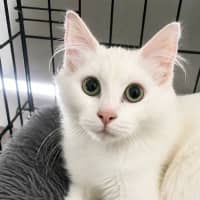 Photo of Portia