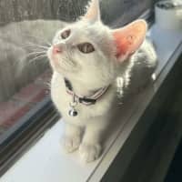 Photo of Vivi   In Foster Care In Avondale Heights