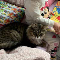 Photo of Nala Queen Of The Jungle