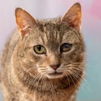 Photo of Bunny