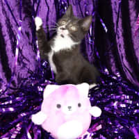 Photo of Rivet