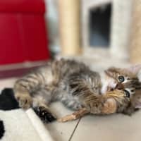 Photo of Athena   In Foster Care In Lower Plenty