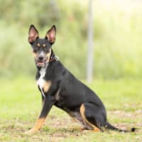 Photo of Delilah