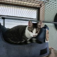 Photo of Lobo (Aka Obie)💗