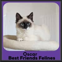 Photo of Oscar 