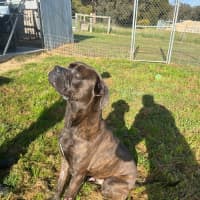 Photo of Bruno