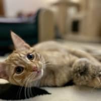 Photo of George   Located In Lower Plenty