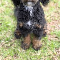 Photo of Teddy