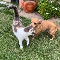 Photo of Honey