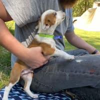 Photo of Basil   4 Month Old Kelpie X (Trial)