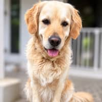 Photo of Digger