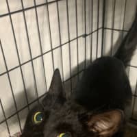 Photo of Harry   Now Available At Pet Quarters Tuggerah