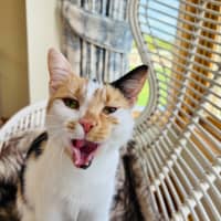 Photo of Clementine 