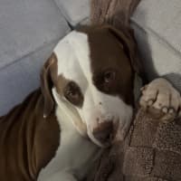 Photo of Benson