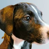 Photo of Cody 😎 8 Month Old Male Mixed Breed