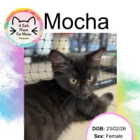 Photo of Mocha