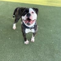 Photo of Buddy