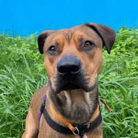 Photo of Rosco
