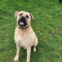 Photo of Buddy (63623)
