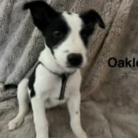 Photo of Oakley