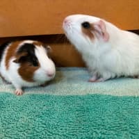 Photo of Ravioli / Gnocchi