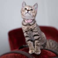 Photo of Kira