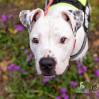 Photo of Hunter   1 Year Old Staffy X