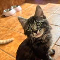 Photo of Guinness