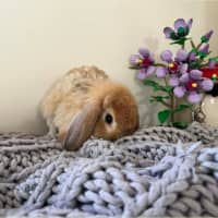 Photo of Juliette