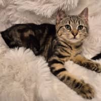 Photo of Pogo