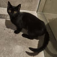Photo of Emelda   In Foster Care In Avondale Heights