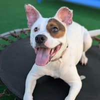 Photo of Diva