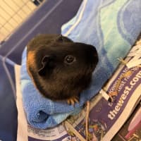 Photo of Ivy
