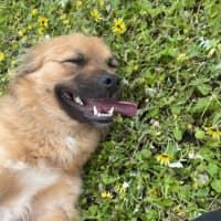 Photo of Ace