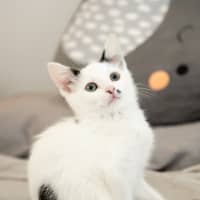 Photo of Ripley