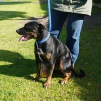 Photo of Pippin